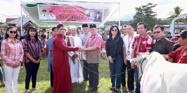 Idhul Adha 2023 Pemkab Kurban 45 Sapi, Disebar Ke Mesjid Di Minahasa