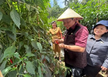 Pj Bupati Kumendong Bersama Ketua TP-PKK Panen Cabe Merah Keriting di Tonsea Lama