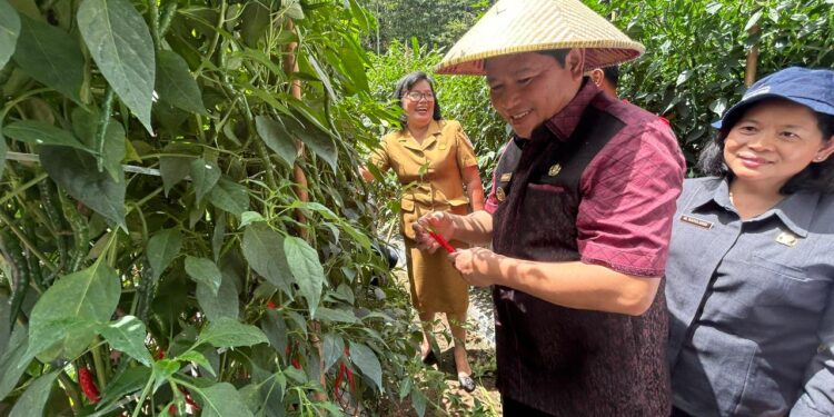 Pj Bupati Kumendong Bersama Ketua TP-PKK Panen Cabe Merah Keriting di Tonsea Lama