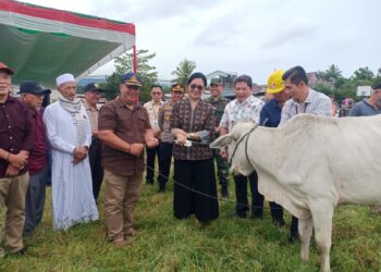 Bupati Kumendong Serahkan 36 Hewan Kurban Kepada Umat Muslim di Minahasa