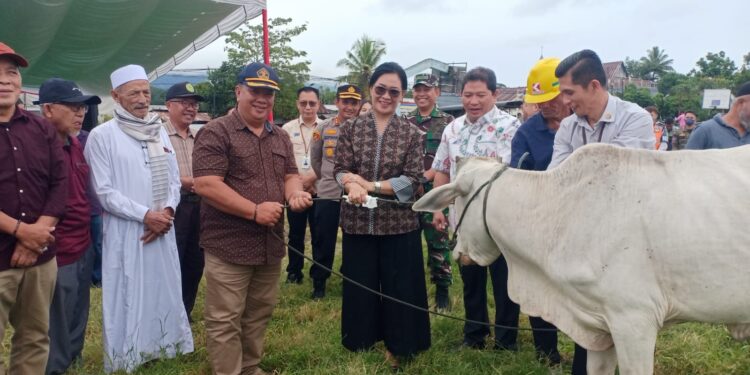 Bupati Kumendong Serahkan 36 Hewan Kurban Kepada Umat Muslim di Minahasa