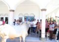 Bupati Mitra Serahkan  Kurban di  Masjid  Al Amin Belang