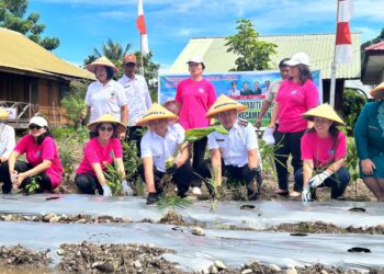 Kabupaten Minahasa Tenggara Dorong Kemandirian Pangan: Gerakan Tanam Lokal untuk Ketahanan Pangan